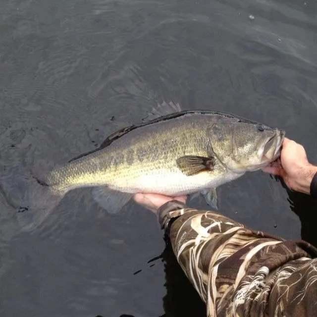 thumbnail for publication: How Stocking Recreational Fisheries Works (and Sometimes Does not)